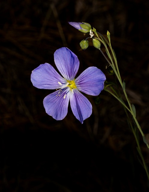Linum lewisii 18-9336.jpg